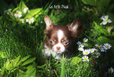 Étalon Chihuahua - Tina rose Des Petits O'Neal