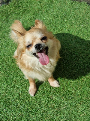 Étalon Chihuahua - Romy schneider De Plessibelliere