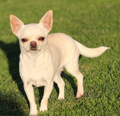 Étalon Chihuahua - Rosabella De La Cite D'esmee