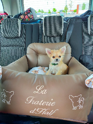 Étalon Chihuahua - Sissi De La Fraterie d'Half