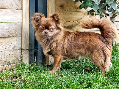 Étalon Chihuahua - Siara ominha étoile Des Minis Bombes