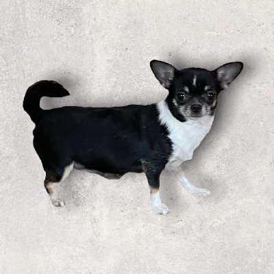 Étalon Chihuahua - Just Phantom Rimini