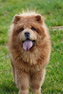 Étalon Chow Chow - Sectumsempra des gardiens de la Hem