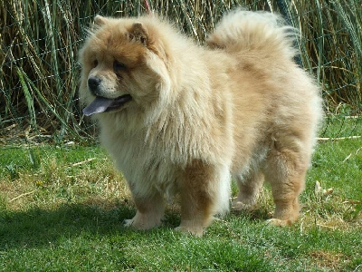 Étalon Chow Chow - Rosa Famous Dream