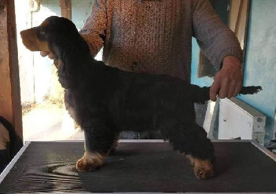 Étalon Cocker Spaniel Anglais - weeping willow's Rocco