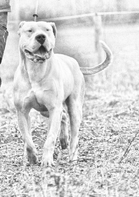 Étalon Dogo Argentino - Rosario du Domaine du Sable Blanc