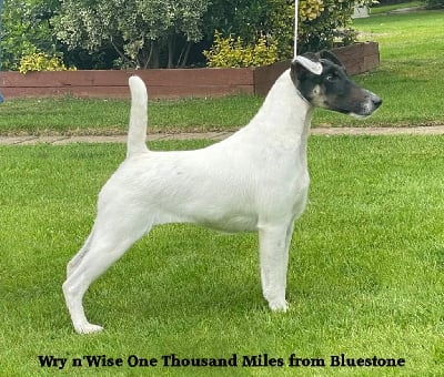Étalon Fox Terrier Poil lisse - Wry n'Wise One thousand miles from bluestone
