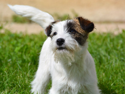 Étalon Jack Russell Terrier - Sixtine Des Gerveilles
