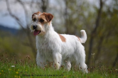 Étalon Jack Russell Terrier - R plume du Domaine De Léon De La Seille