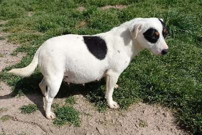 Étalon Jack Russell Terrier - Rumba des Terres de la Chapelle