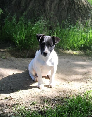 Étalon Jack Russell Terrier - Suzette du creux du nant