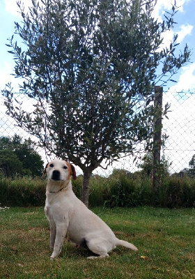 Étalon Jack Russell Terrier - Mirza De La Villa Des Houx