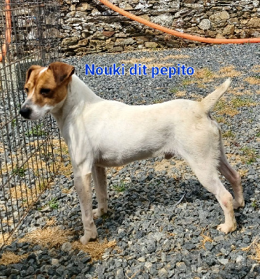 Étalon Jack Russell Terrier - De La Lisardière Nouki dit pepito