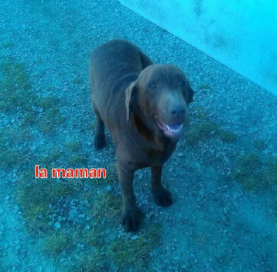 Étalon Labrador Retriever - Lyni iii dit ganache de la Vendée Normande