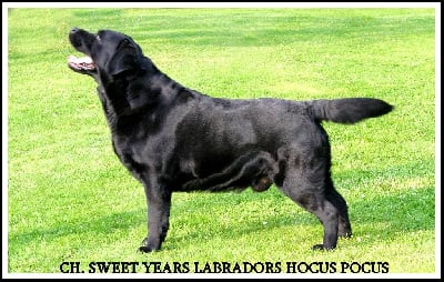 Étalon Labrador Retriever - CH. sweet years labradors  hocus pocus}