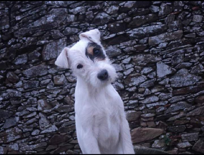Étalon Parson Russell Terrier - HÃ©loÃ¯se dit pirate de la Vendée Normande