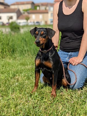 Étalon Pinscher Allemand - Rhapsodie, la queen des fringants complices