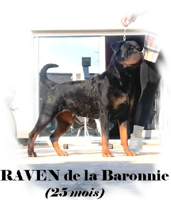 Étalon Rottweiler - Raven des Rotts de la Baronnie