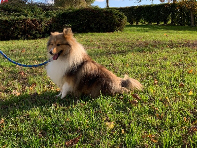 Étalon Shetland Sheepdog - Mozart de la valle du mainland
