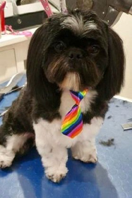 Étalon Shih Tzu - Oreo vallon sacre de l'arc