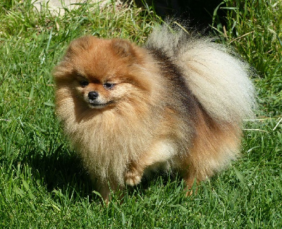 Étalon Spitz allemand - Dian gold baby