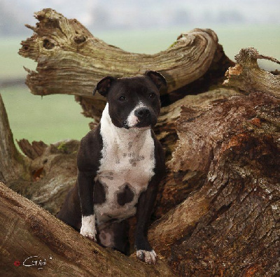 Étalon Staffordshire Bull Terrier - Staffanatic's Omerta aka oï