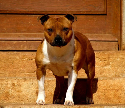Étalon Staffordshire Bull Terrier - Ridim at la taniere Of The Warriors Red Skins