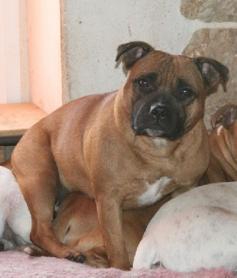 Étalon Staffordshire Bull Terrier - Princesse lilly of Happy Angels