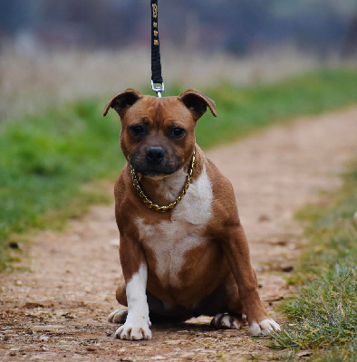 Étalon Staffordshire Bull Terrier - Stars she hope Furious Stafford Arena