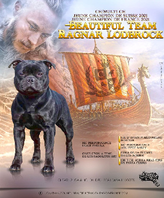 Étalon Staffordshire Bull Terrier - CH. Beautiful Team Ragnar lodbrock