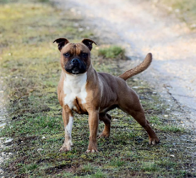 Étalon Staffordshire Bull Terrier - Russian roulette Of The Warriors Red Skins