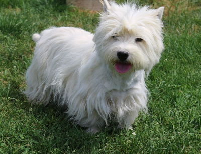 Étalon West Highland White Terrier - Rachel Des coeurs d'alène