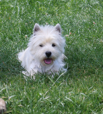 Étalon West Highland White Terrier - Rose blanche Des coeurs d'alène