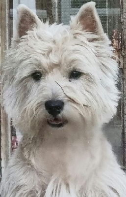 Étalon West Highland White Terrier - Ryven de Sabres