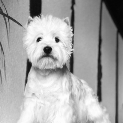 Étalon West Highland White Terrier -  lino ventura