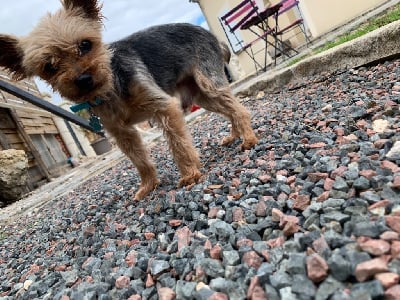 Étalon Yorkshire Terrier - Etincelle de la maison du ryez