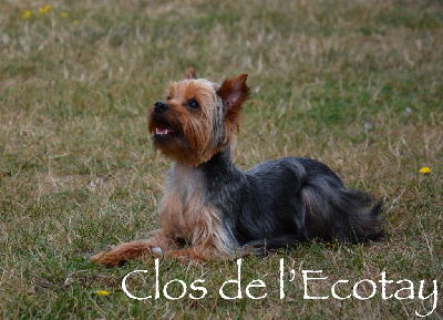 Étalon Yorkshire Terrier - Opéra Du Clos De L'Ecotay