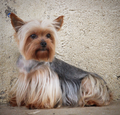 Étalon Yorkshire Terrier - Noisette du moulin de madjurie