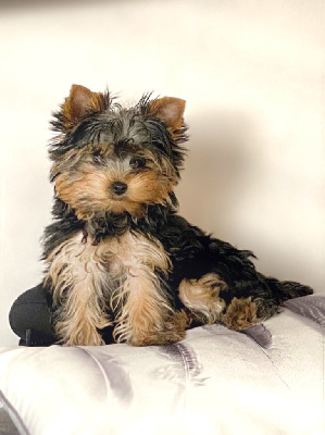 Étalon Yorkshire Terrier - Sissi des Lords de Fanellie