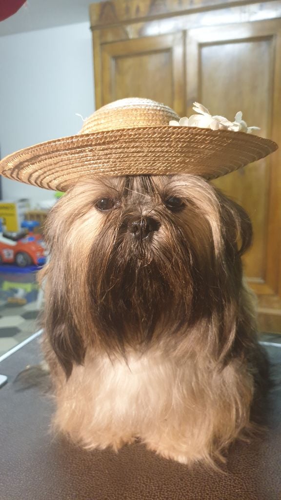 Les Shih Tzu de l'affixe   Des Hauts Jardins De Loire