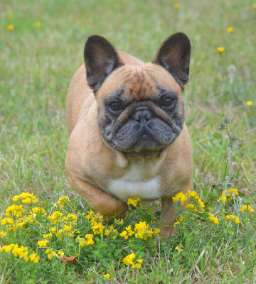 Étalon Bouledogue français - Miléna des Nuits de Reves