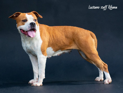 Étalon American Staffordshire Terrier - Lusitano Staff Rihana