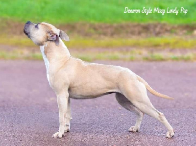 Étalon American Staffordshire Terrier - Deamon Style Missy lovely pop'
