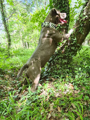 Étalon American Staffordshire Terrier - Olya (Sans Affixe)