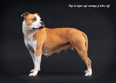 Étalon American Staffordshire Terrier - Majathe dog'star royal montenegro of balkan staff
