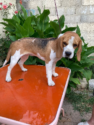 Étalon Beagle - Ruby De La Vallée Du Mistral