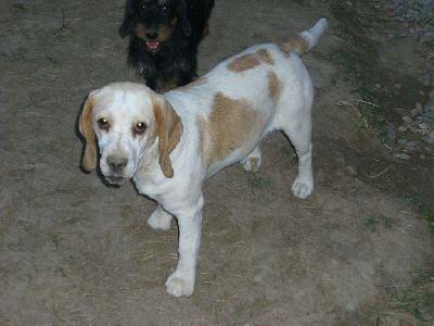 Étalon Beagle - Sibel (Sans Affixe)