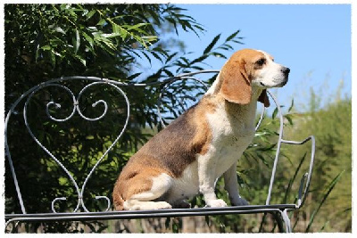 Étalon Beagle - Only du moulin de madjurie