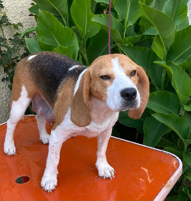 Étalon Beagle - Pepita De La Vallée Du Mistral