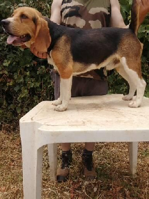 Étalon Beagle - Salto de l'echo des garrigues